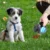Dog Poop Bag Dispenser Foldable Pooper Scooper Animal Waste Picker Pet Products KSA – PTMYLE